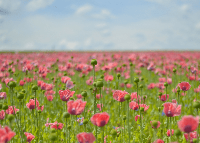 Un champ de coquelicots